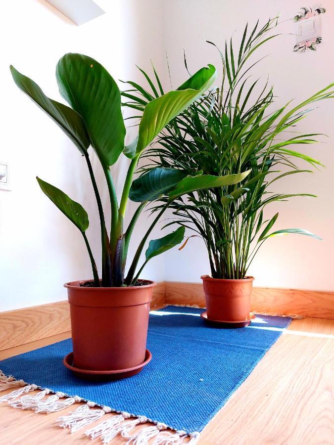 קורלחו Casa Ledu - Sunny Holiday In Fuerteventura מראה חיצוני תמונה